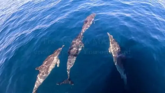 보트호텔 Anima Maris Yacht