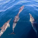 Πλωτό κατάλυμα Anima Maris Yacht